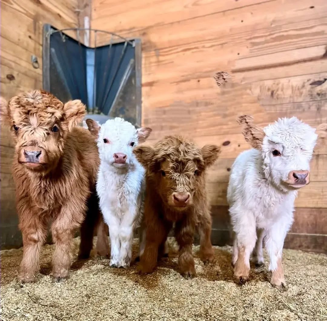 teacup mini highlands for sale